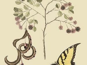 Acacia & Sulphur Butterfly by Mark Catesby #2 - Art Print