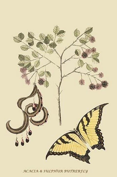 Acacia & Sulphur Butterfly by Mark Catesby #2 - Art Print