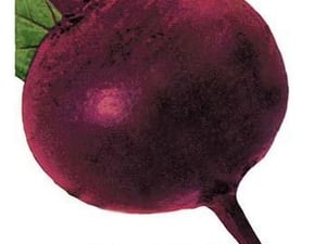 Beet: Detroit Dark Red - Art Print