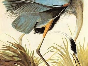 Great Blue Heron by John James Audubon #2 - Art Print