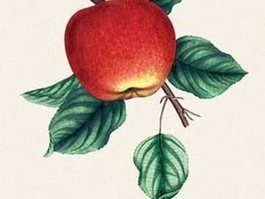 Baldwin Apple - Art Print