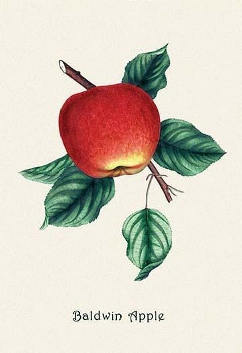 Baldwin Apple - Art Print