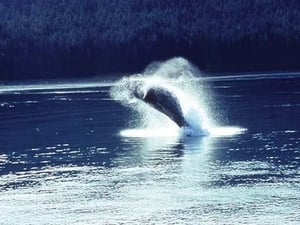 Humpback whale breaching by Cmdr. John Bortniak - Art Print
