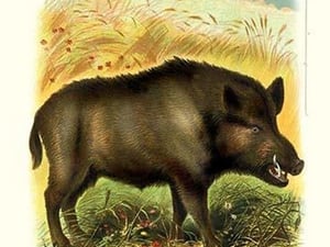 The Wild Boar - Art Print