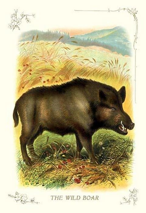 The Wild Boar - Art Print