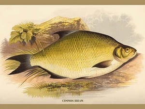 Common Bream by A.F. Lydon - Art Print
