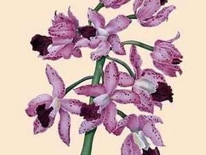 Orchid: Cattleya Amethystoglossa - Art Print