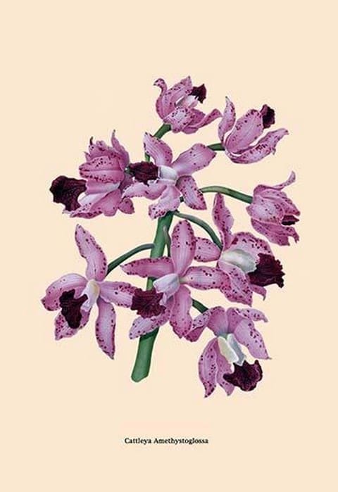 Orchid: Cattleya Amethystoglossa - Art Print