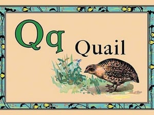 Quail - Art Print