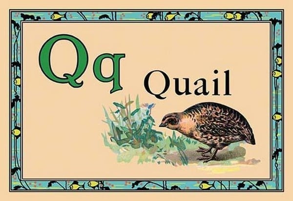 Quail - Art Print