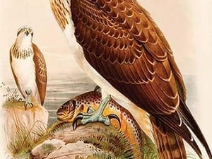 American Osprey by John Gould - Art Print