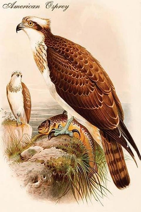 American Osprey by John Gould - Art Print