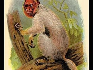 The Bald Uakari by G.R. Waterhouse - Art Print