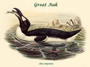 Alca Impennis - Great Auk by John Gould - Art Print