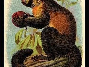 Smooth-Headed Capuchin by G.R. Waterhouse - Art Print
