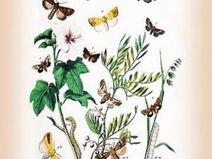Moths: Hadena Atriplicis