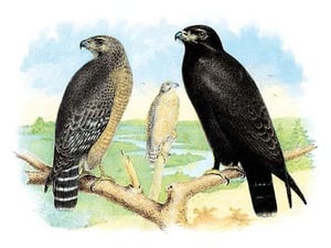 Red Shouldered Hawk or Buzzard