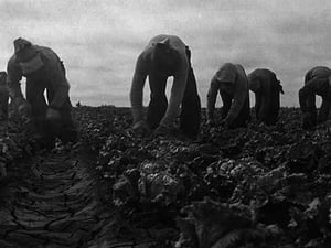 Filipinos cutting lettuce by Dorothea Lange - Art Print