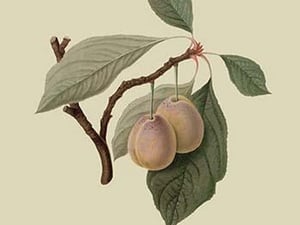 Catherine Plum by William Hooker #2 - Art Print
