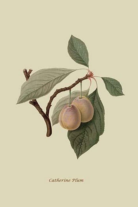 Catherine Plum by William Hooker #2 - Art Print