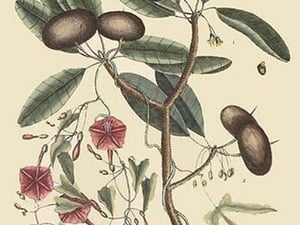 Sappadillo Tree & Bindweed by Mark Catesby - Art Print