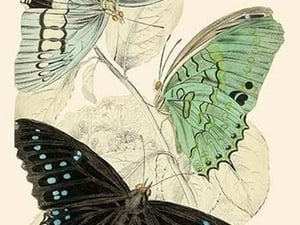 European Butterflies & Moths by James Duncan #8 - Art Print