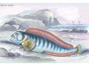 Wolf Fish by Robert Hamilton - Art Print