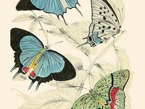 European Butterflies & Moths by James Duncan 8 - Art Print