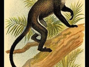 DeBrazza's Guenon by G.R. Waterhouse - Art Print