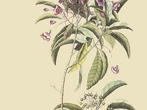 Chamedaphne Leatherleaf by Mark Catesby #2 - Art Print