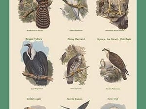 Composite Vertical Birds of Prey by John Gould - Art Print