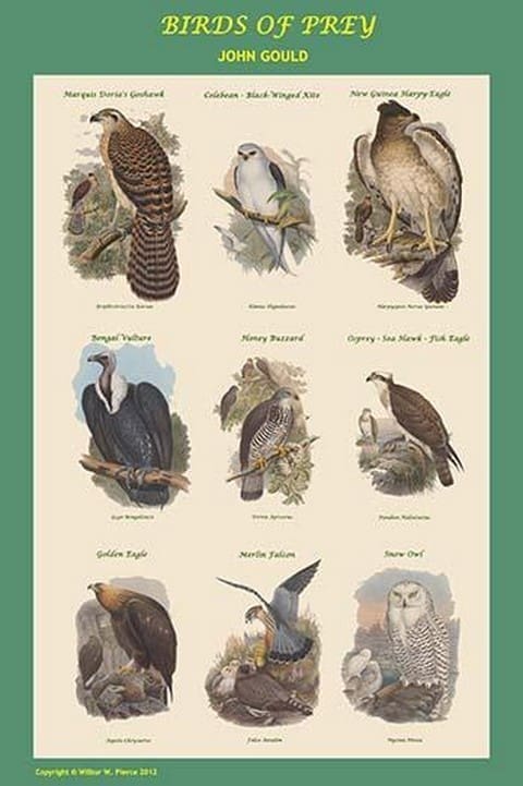 Composite Vertical Birds of Prey by John Gould - Art Print