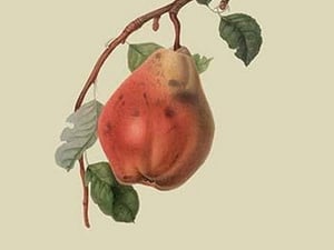 Chaumontel Pear by William Hooker - Art Print