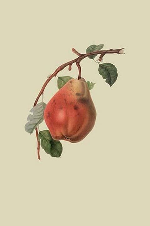 Chaumontel Pear by William Hooker - Art Print