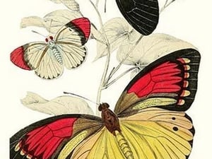 European Butterflies & Moths by James Duncan #25 - Art Print