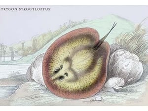 Trygon Strofyloptus by Robert H. Schomburgk - Art Print