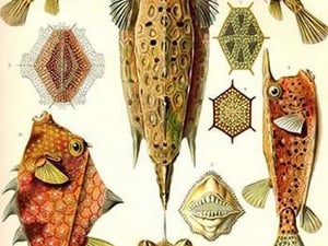 Boxfish by Ernst Haeckel - Art Print