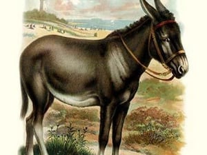 The Donkey - Art Print