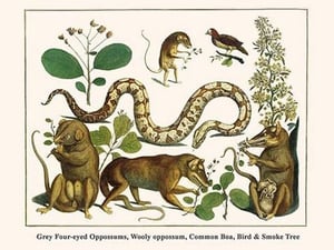 Grey Four-Eyed Oppossums