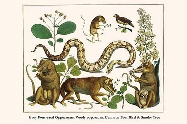 Grey Four-Eyed Oppossums