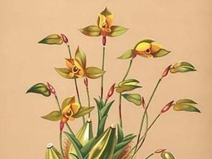 Lycaste Aromatica by H.G. Moon #2 - Art Print