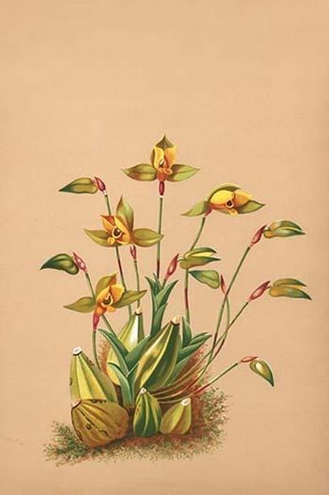 Lycaste Aromatica by H.G. Moon #2 - Art Print