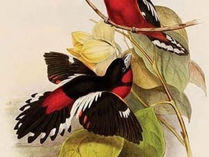 Abakan Black-and-Red Broadbill by John Gould - Art Print