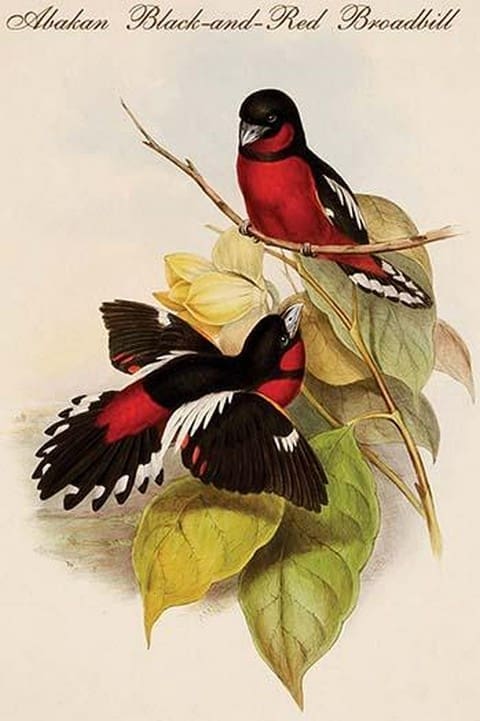 Abakan Black-and-Red Broadbill by John Gould - Art Print