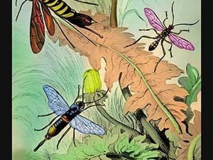 Insects: Sirex Gigas