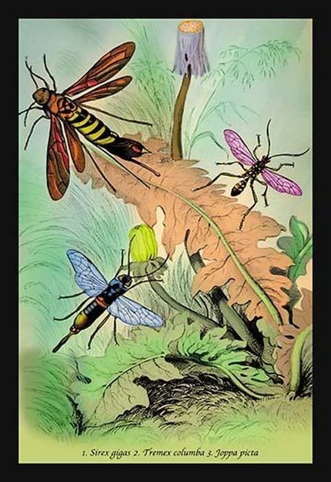 Insects: Sirex Gigas