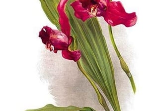 Lycaste Mary Gratrix by H.G. Moon - Art Print