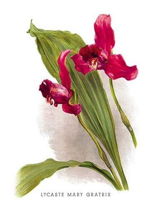 Lycaste Mary Gratrix by H.G. Moon - Art Print