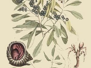 Hermit Crab by Mark Catesby #2 - Art Print