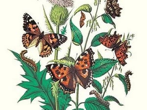 Butterflies: V. Xanthomelas
